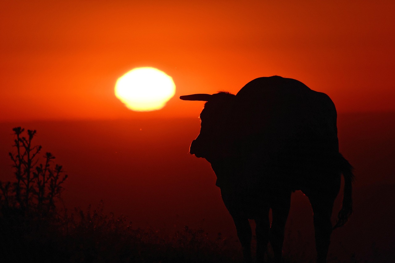 Cow - free online jigsaw puzzle photo