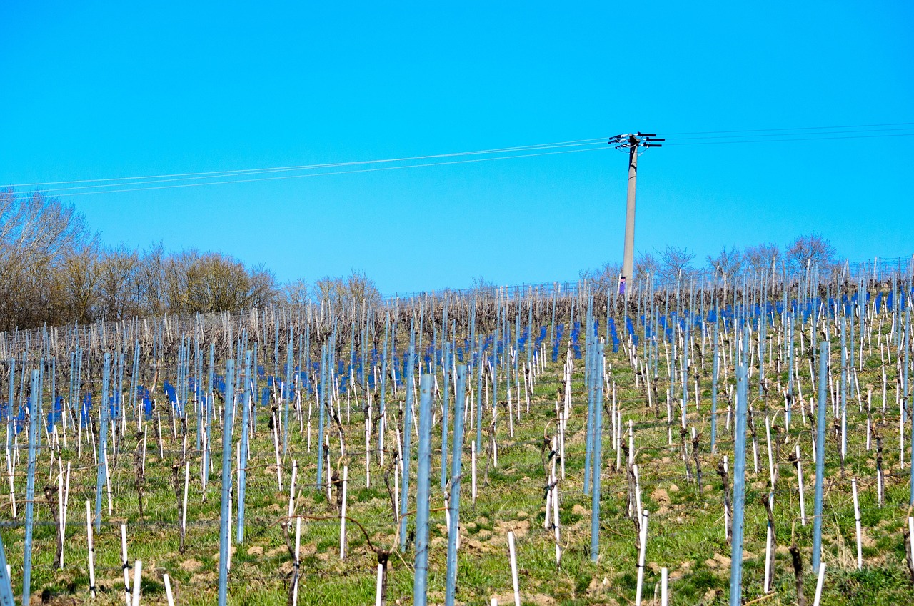 Vineyard - free online jigsaw puzzle photo