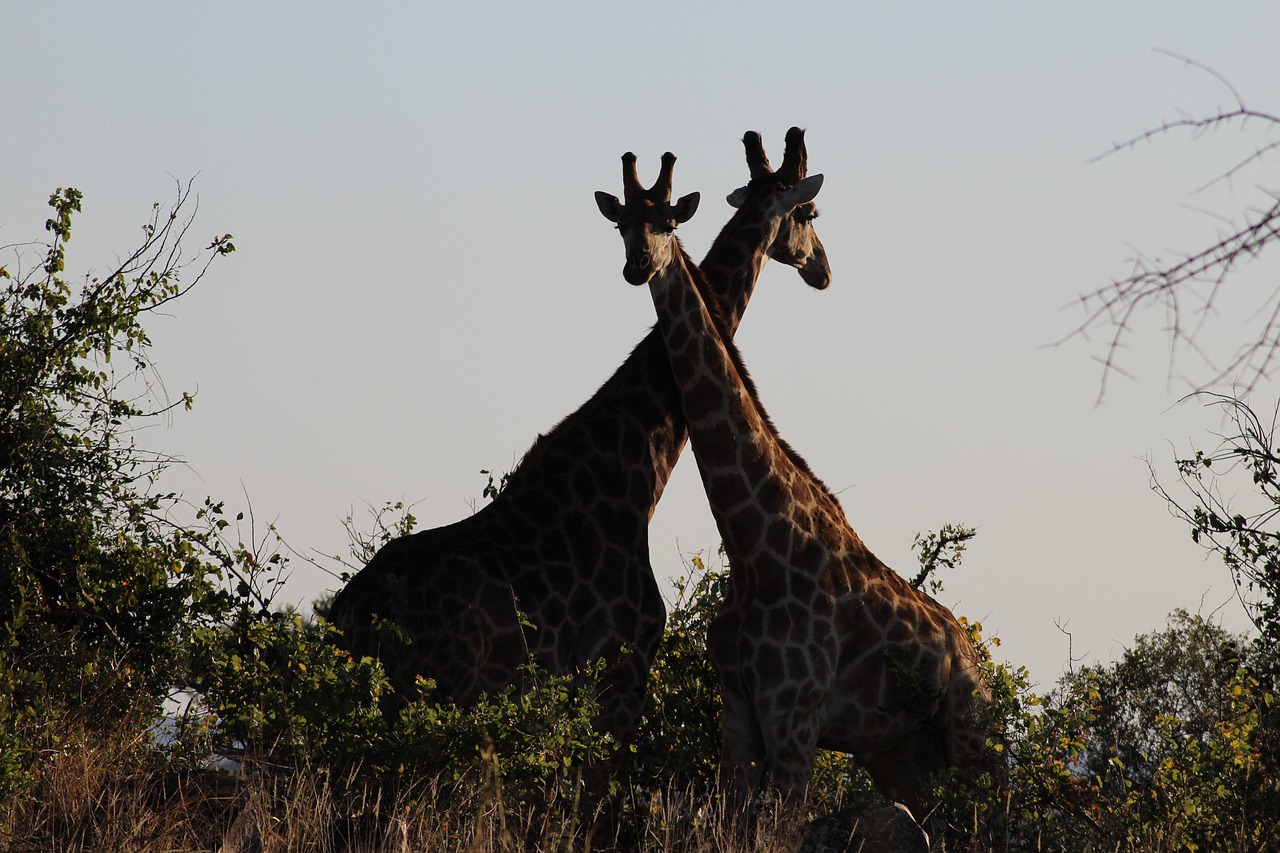 Žirafa Safari Afrika - Fotografie zdarma na Pixabay - Pixabay