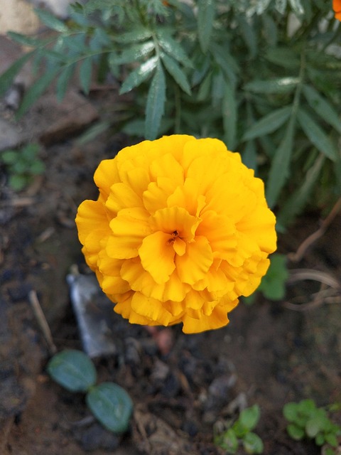 Free Flower Marigold Flower photo and picture