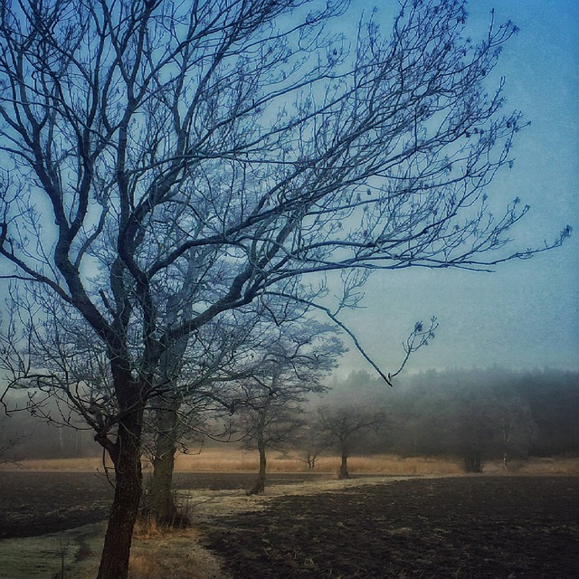 Free Fog Path photo and picture