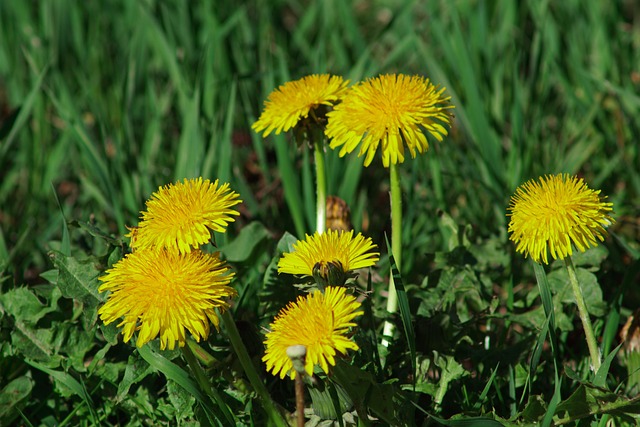 Free Dandelion Spring photo and picture