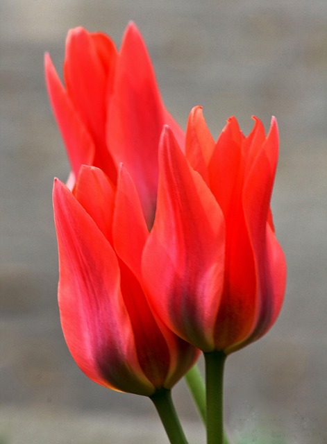 Free Three Red photo and picture