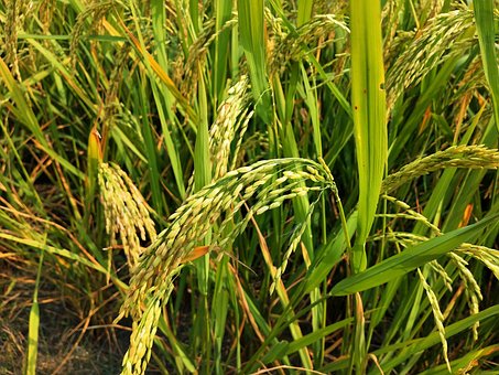 Free Paddy Fields Paddy Field photo and picture