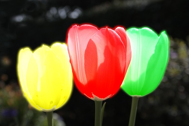 Free Spring Tulip photo and picture