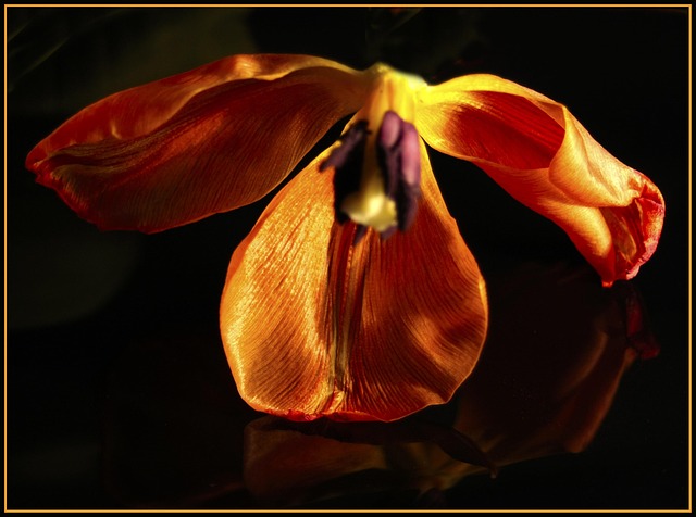 Free Tulip Dry photo and picture