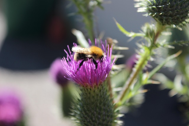 Download free HD stock image of Bumblebee Thistle Free Bumblebee Thistle photo and picture