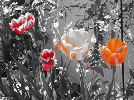 Free Tulips Black And White photo and picture
