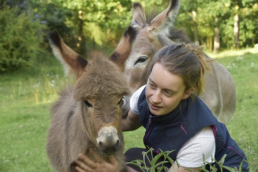 1000以上の無料ロバ 動物画像