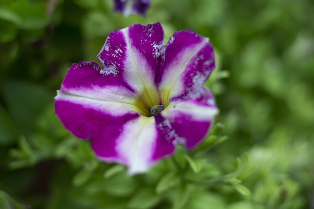 Free Flower Blossom photo and picture
