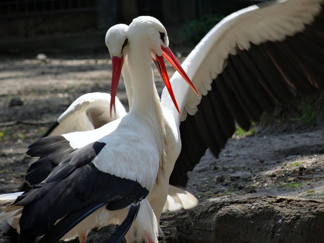 Storch, Vogel, Klapperstorch, Natur