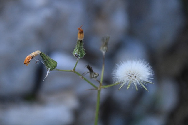 Free Plants Nature photo and picture