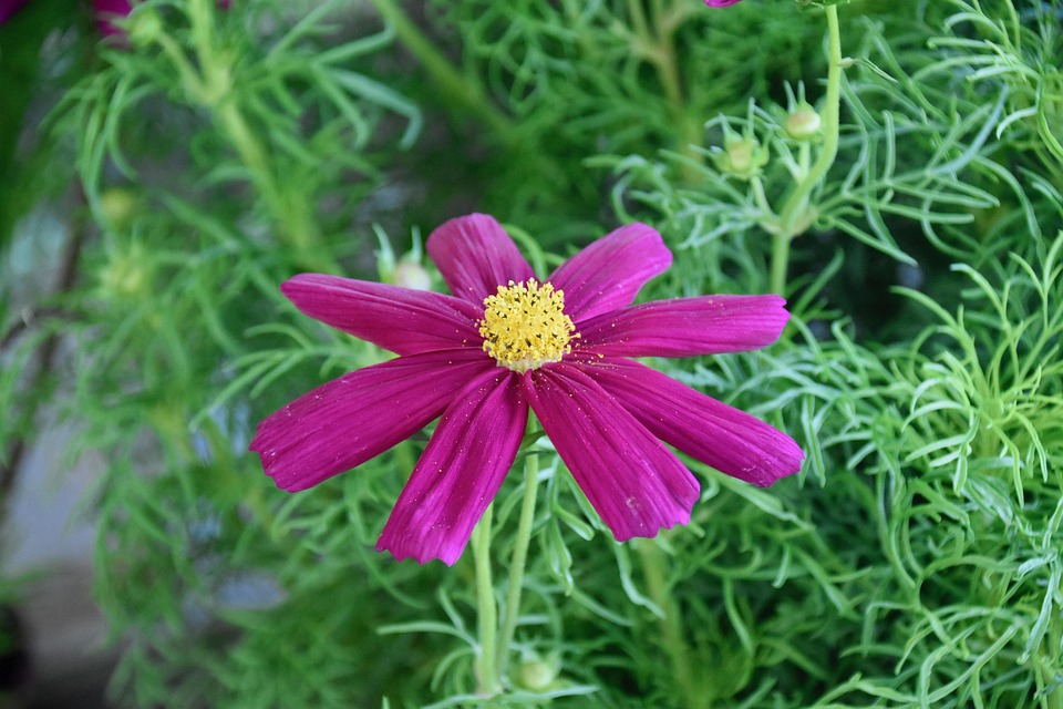 Flower Color Pistil Free photo on Pixabay Pixabay