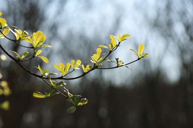 Free Branches Leaves photo and picture