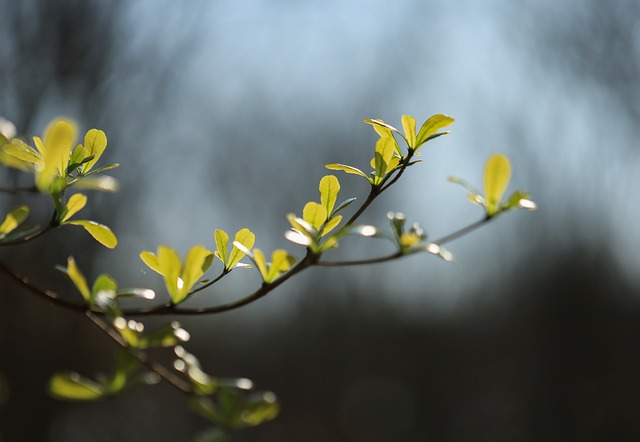 Free Branches Leaves photo and picture