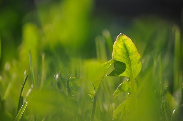 Free Dandelion Leaf Nature photo and picture