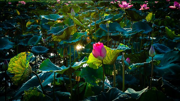 Free Sen Beautiful Flowers photo and picture