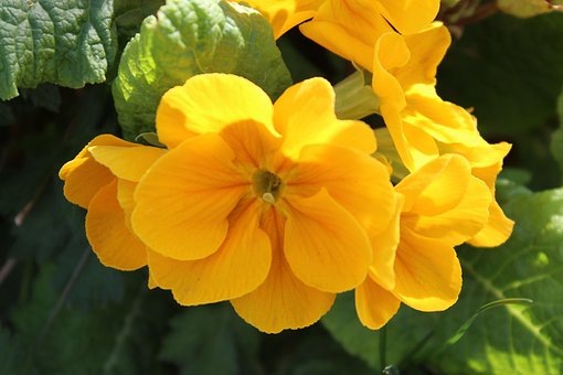 Free Flower Primula photo and picture