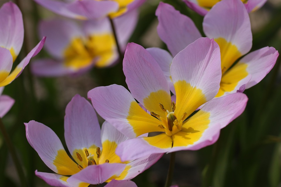 チューリップ 花 オランダ Pixabayの無料写真