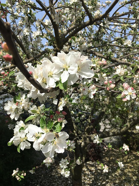 Free Spring Blossom Blossom photo and picture
