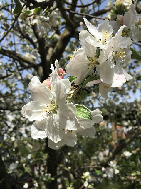 Free Spring Blossom Blossom photo and picture