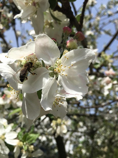 Free Spring Blossom Blossom photo and picture