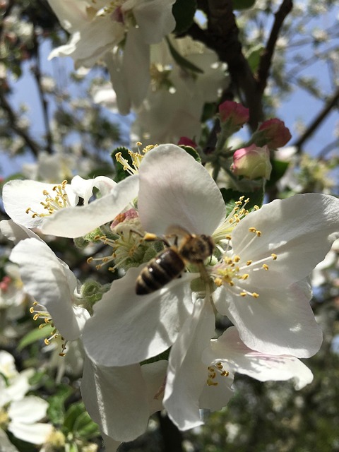Free Spring Blossom Blossom photo and picture