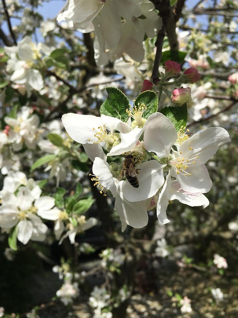 Free Spring Blossom Blossom photo and picture