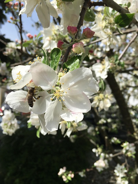 Free Spring Blossom Blossom photo and picture