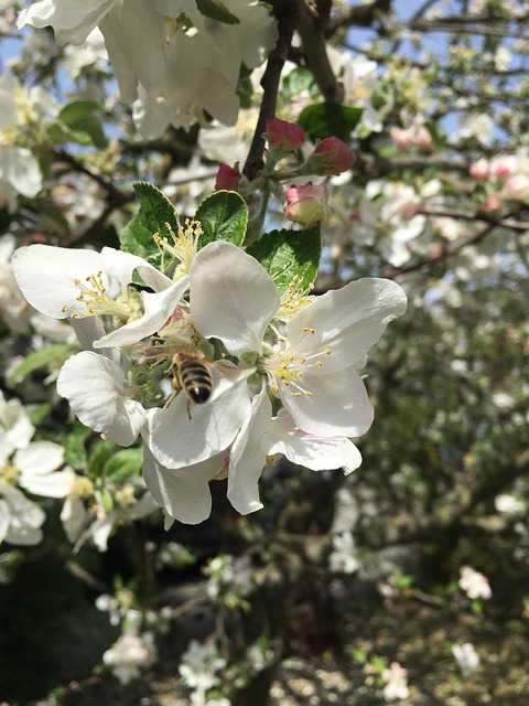 Free Spring Blossom Blossom photo and picture