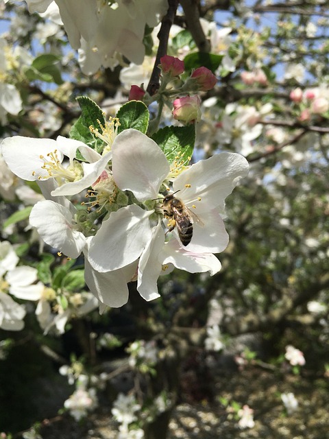 Free Spring Blossom Blossom photo and picture