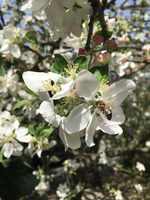 Free Spring Blossom Blossom photo and picture