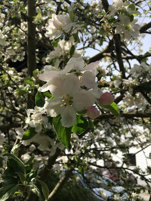 Free Spring Blossom Blossom photo and picture