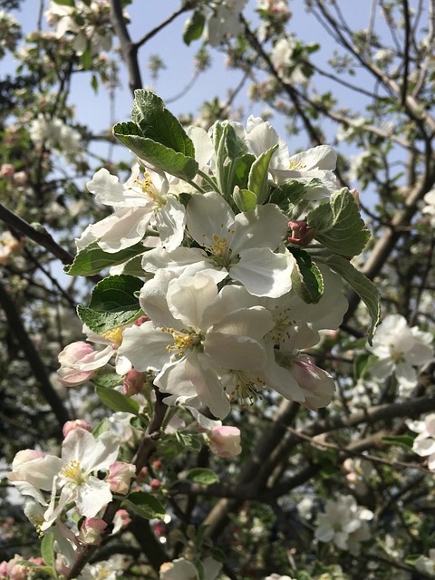 Free Spring Blossom Blossom photo and picture
