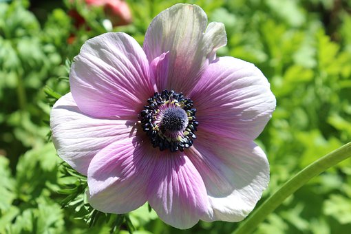 Free Anemone Flower photo and picture