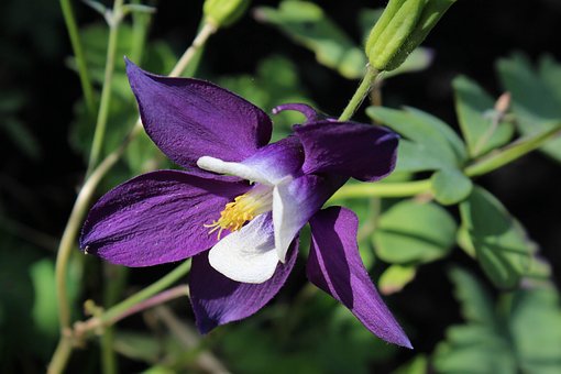 Free Aquilegia Flower photo and picture