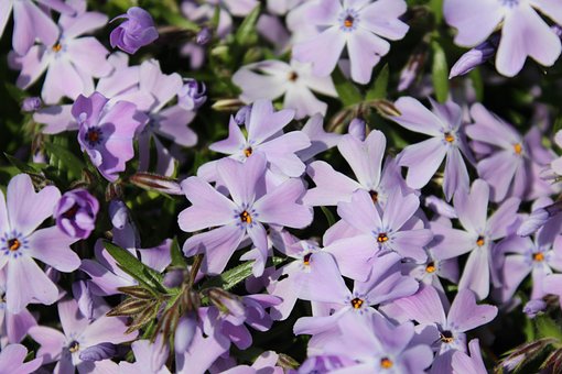 Free Creeping Phlox Flower photo and picture