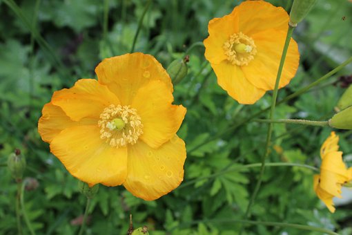 Free Poppy Flower Background photo and picture