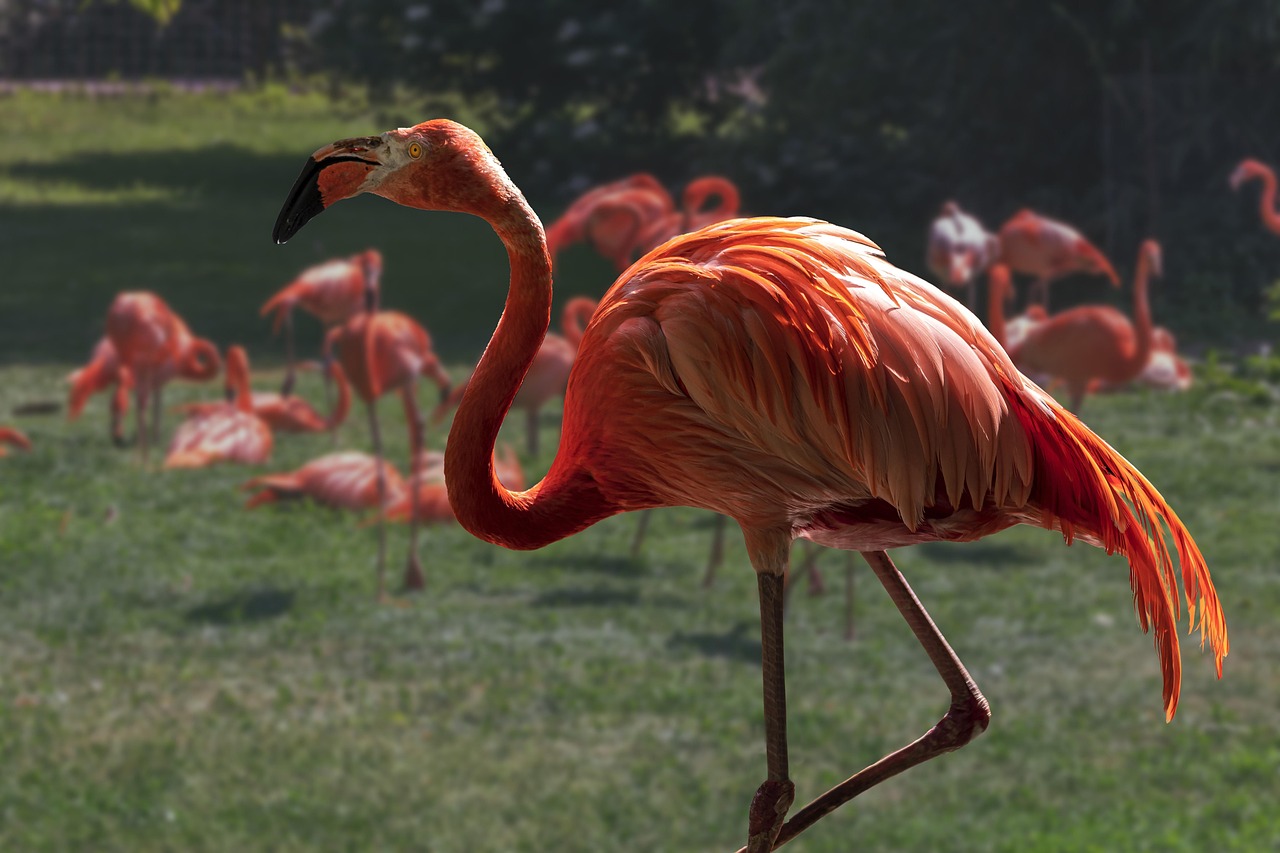 Zoológico Animal Flamenco Rosa - Foto gratis en Pixabay