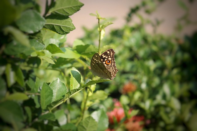 Butterfly, Nature, Leaf, Beauty, Green