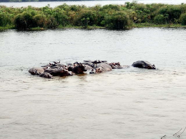 Free Tanzania Hippo photo and picture