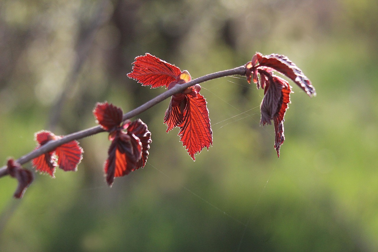 枝芽&自然に関する400以上の無料写真 - Pixabay