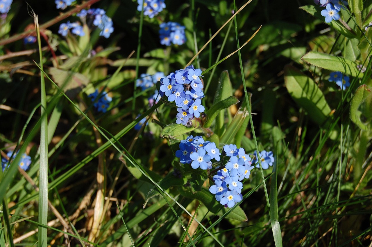 500 Graines De Myosotis Royal Bleu - Semences Paysannes Reproductibles | Pour Massifs, Bordures, Pots, Fleurs Printanières