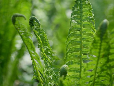 Free Fern Green photo and picture