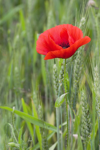 Blumen Mohn Feld - Kostenloses Foto auf Pixabay - Pixabay