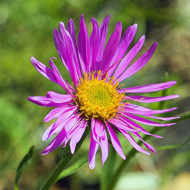 Free margaret aster alpine flower illustration
