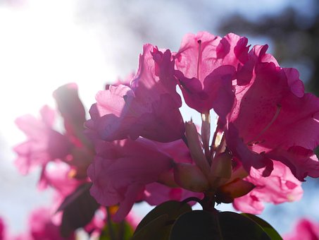 Free Rhododendron Sun photo and picture