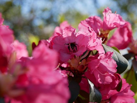 Free Rhododendron Sun photo and picture