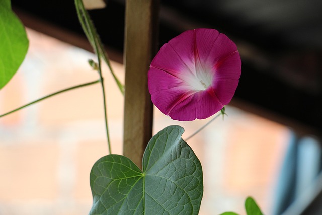 Free Ipomea Flower photo and picture