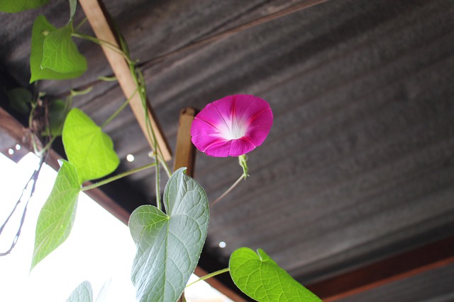 Free Ipomoea Flower photo and picture